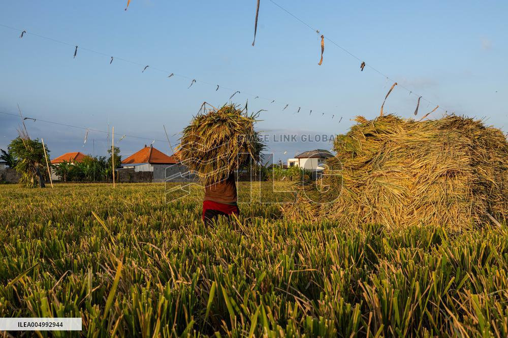 Rice Production in Indonesia - Bali