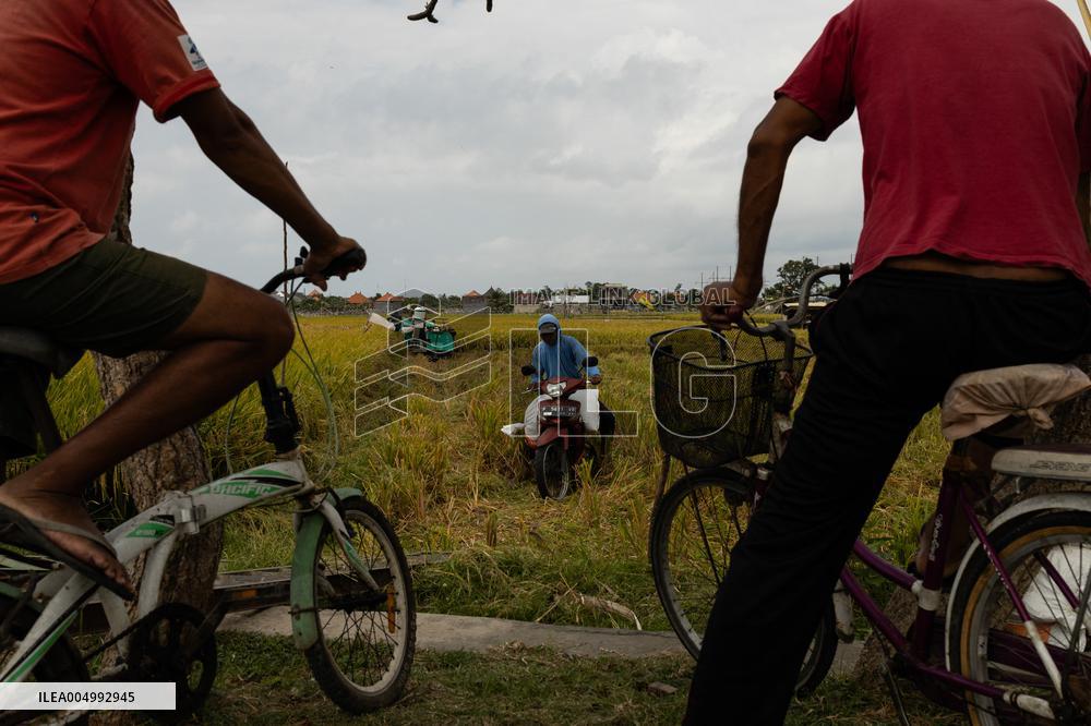 Rice Production in Indonesia - Bali