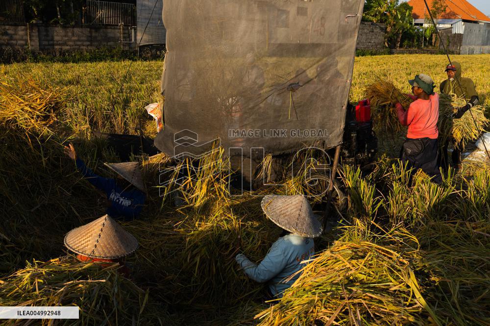 Rice Production in Indonesia - Bali