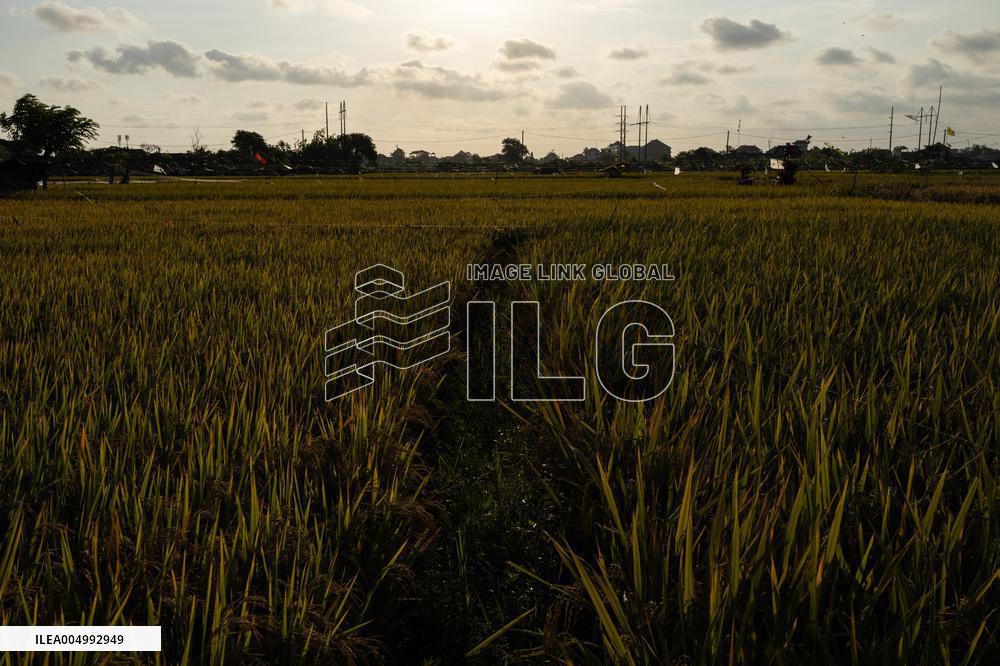 Rice Production in Indonesia - Bali
