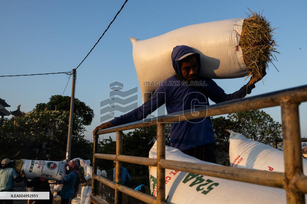Rice Production in Indonesia - Bali