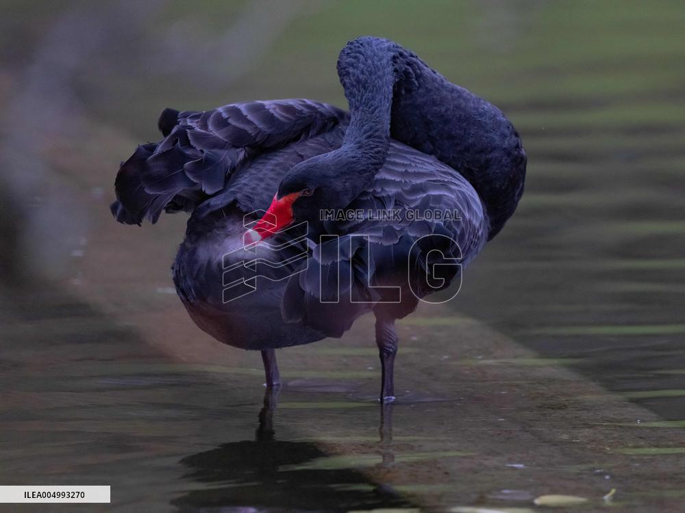 Julia, The Lonely Black Swan - Paris