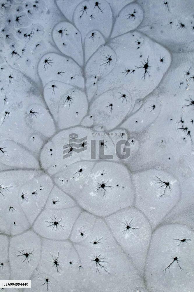 ICE FLOWER