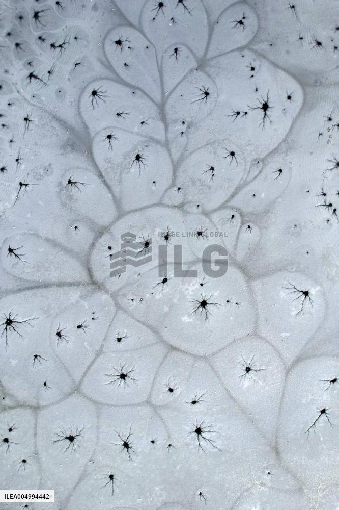 ICE FLOWER