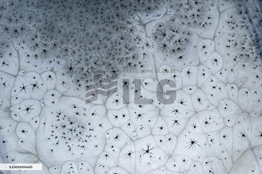ICE FLOWER