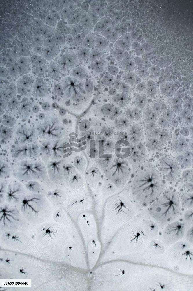 ICE FLOWER