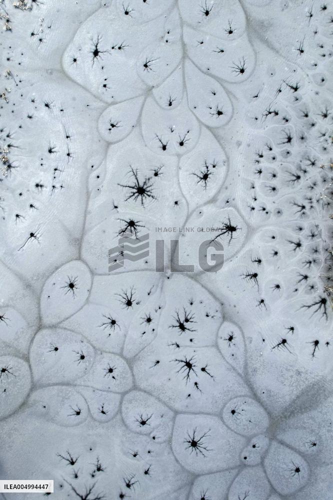 ICE FLOWER