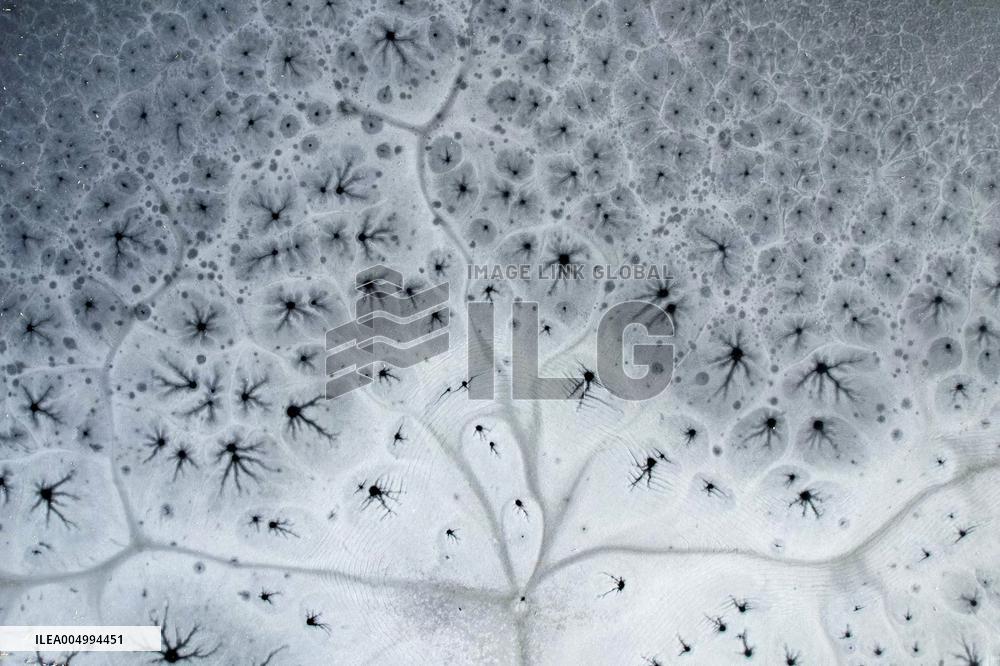 ICE FLOWER