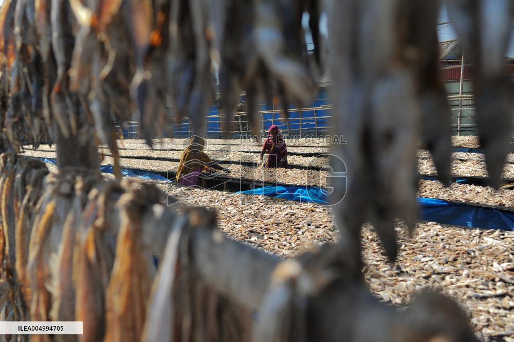 Workers Processing Dried Fish in Chattogram - Bangladesh