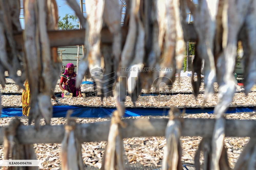 Workers Processing Dried Fish in Chattogram - Bangladesh