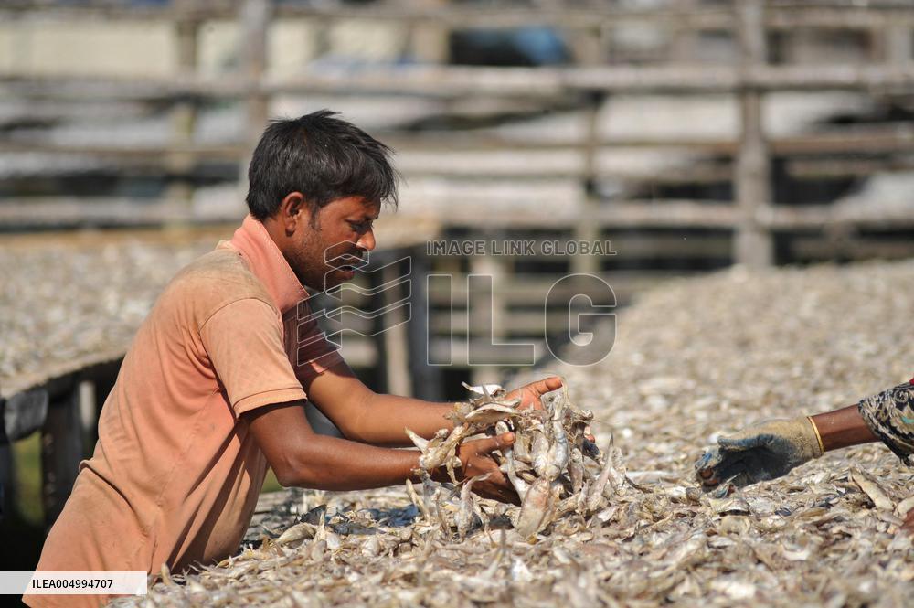 Workers Processing Dried Fish in Chattogram - Bangladesh