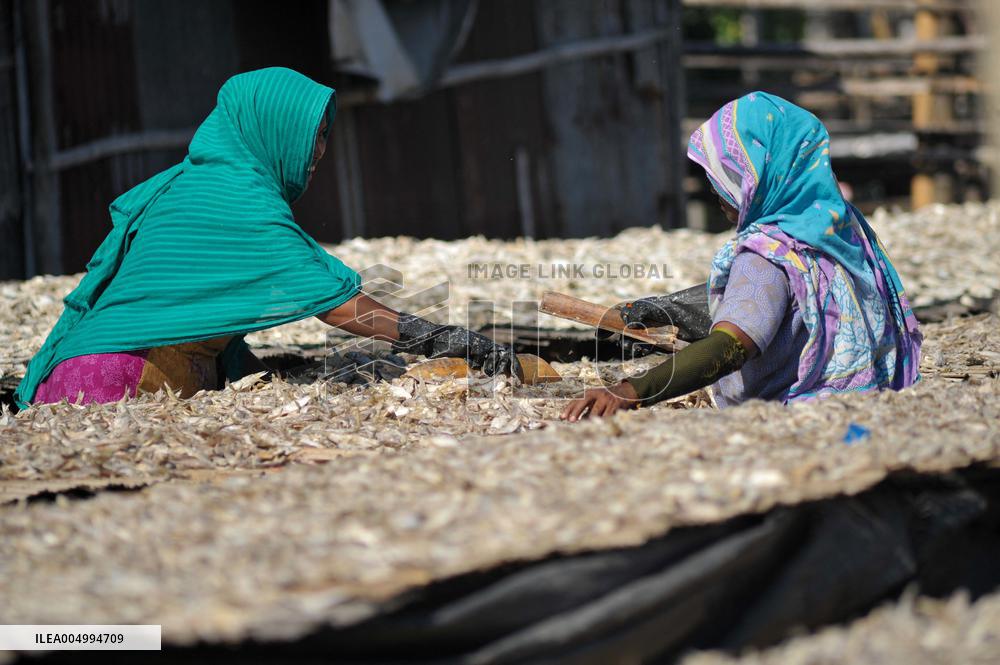 Workers Processing Dried Fish in Chattogram - Bangladesh