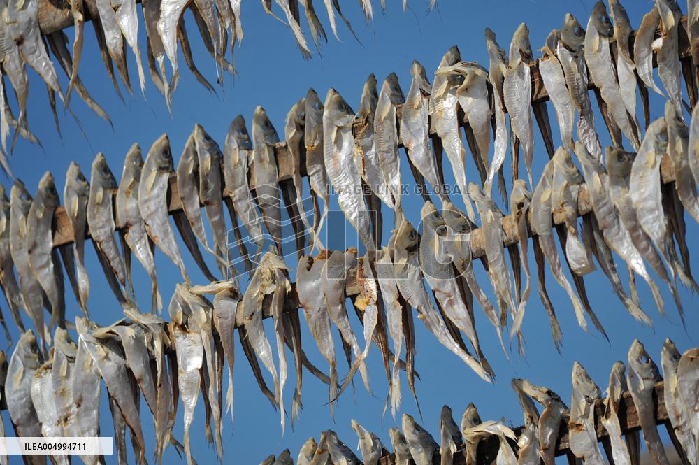 Workers Processing Dried Fish in Chattogram - Bangladesh