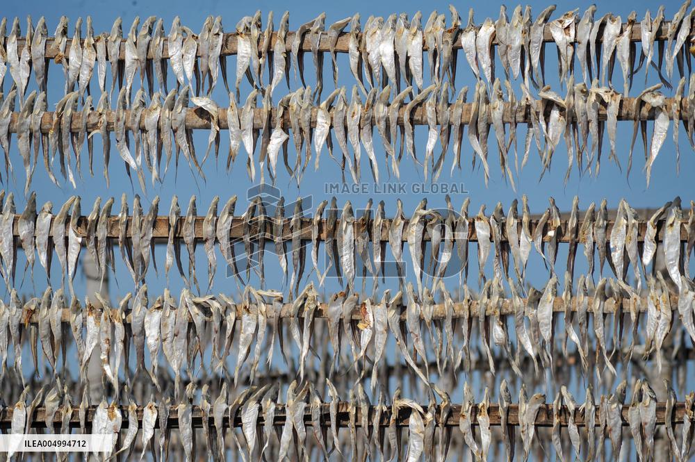 Workers Processing Dried Fish in Chattogram - Bangladesh