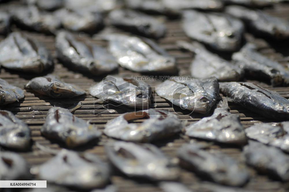 Workers Processing Dried Fish in Chattogram - Bangladesh