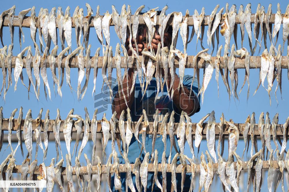 Workers Processing Dried Fish in Chattogram - Bangladesh