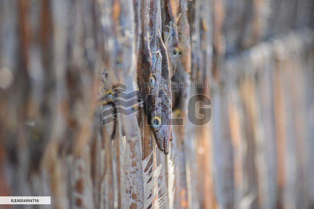 Workers Processing Dried Fish in Chattogram - Bangladesh