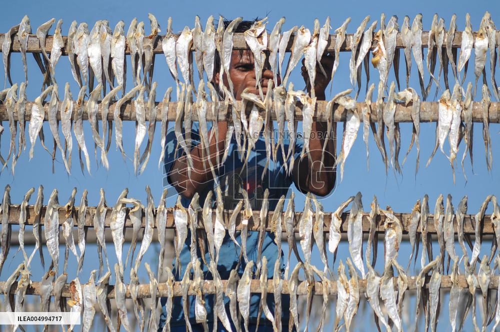 Workers Processing Dried Fish in Chattogram - Bangladesh