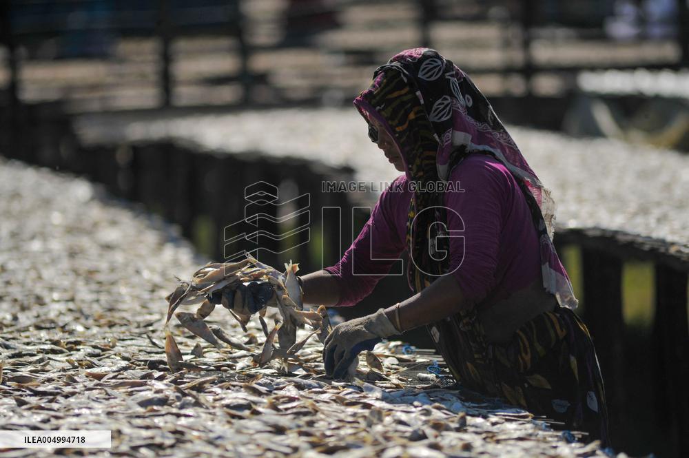 Workers Processing Dried Fish in Chattogram - Bangladesh