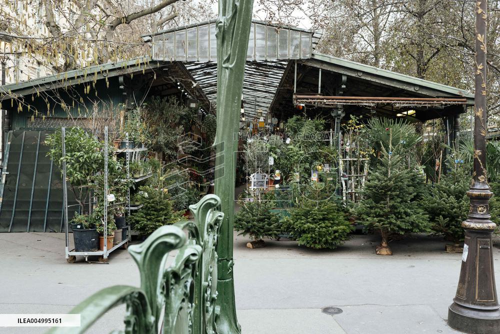 Christmas Trees For Sale At Flower Market - Paris