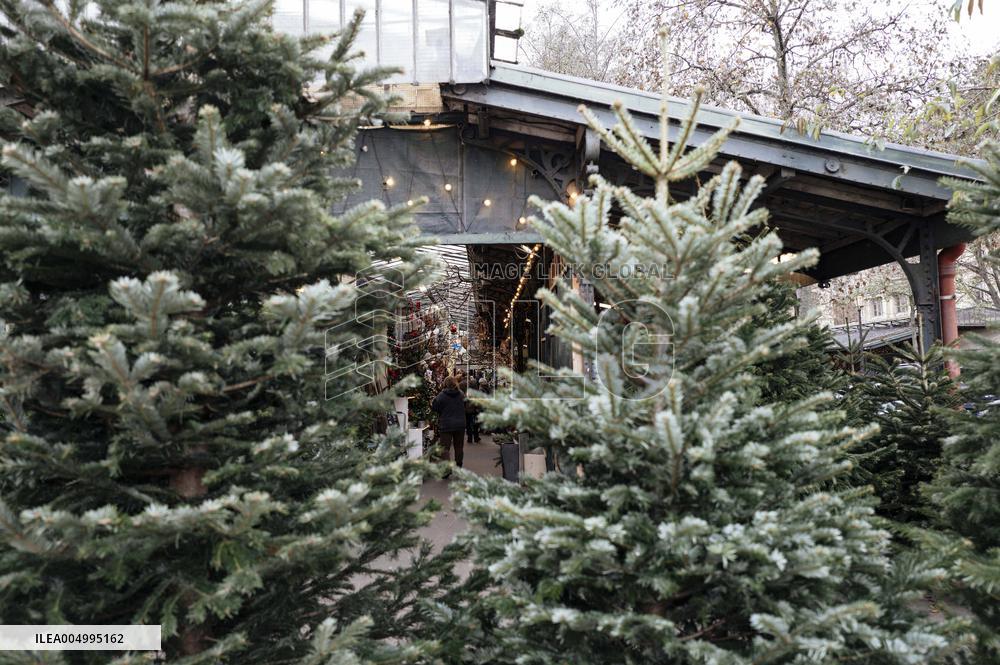 Christmas Trees For Sale At Flower Market - Paris