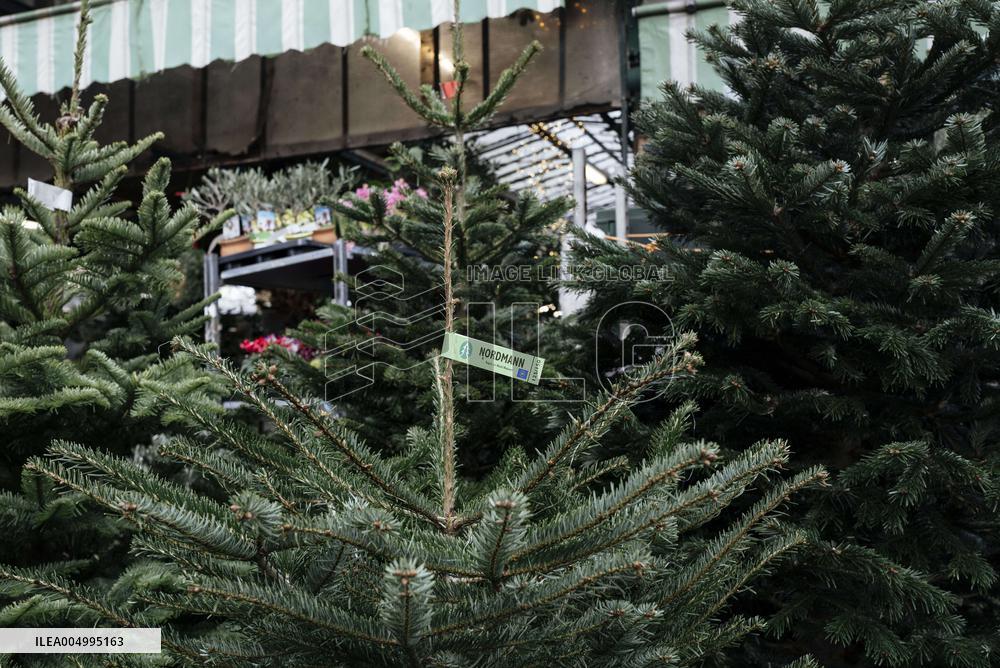 Christmas Trees For Sale At Flower Market - Paris