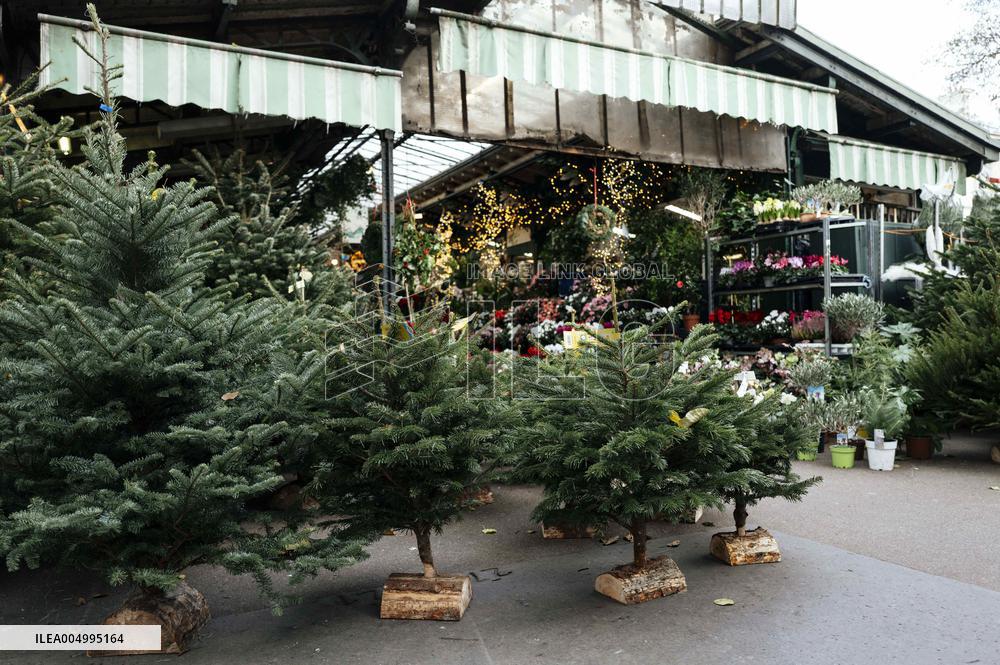 Christmas Trees For Sale At Flower Market - Paris