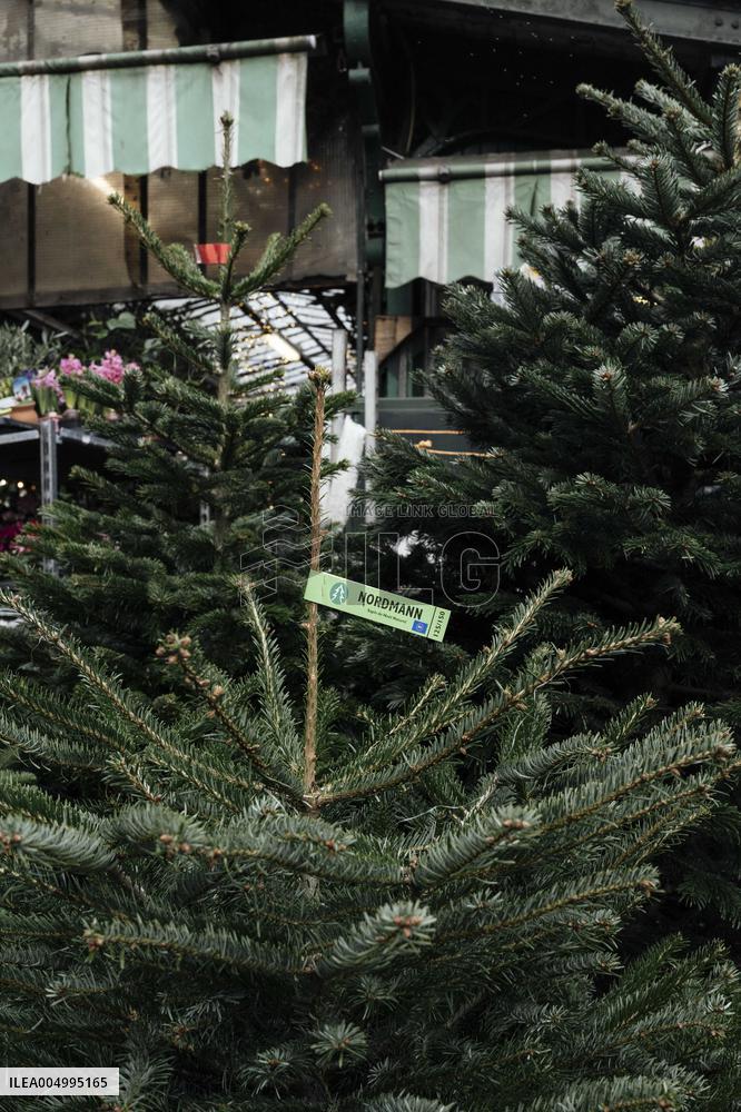 Christmas Trees For Sale At Flower Market - Paris