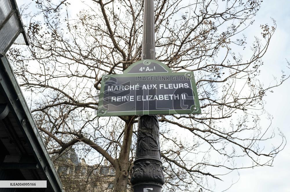 Christmas Trees For Sale At Flower Market - Paris