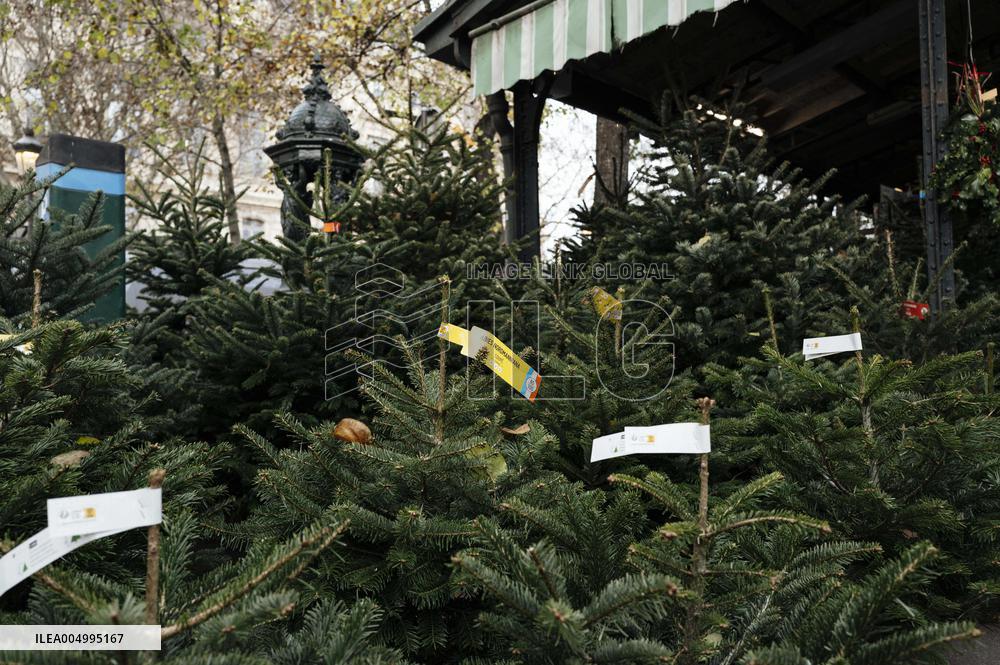 Christmas Trees For Sale At Flower Market - Paris