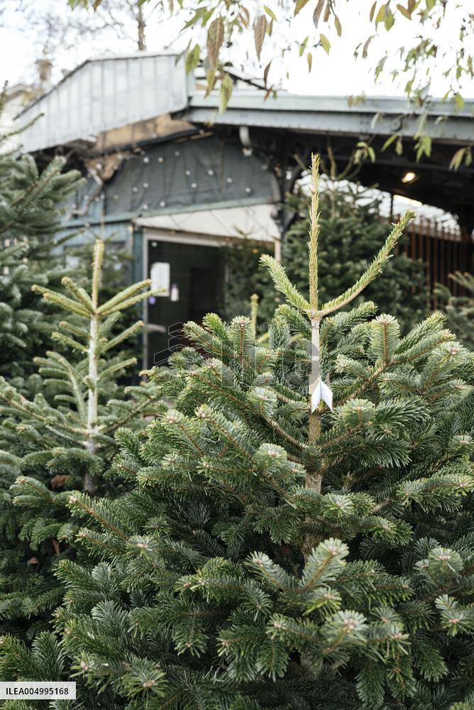Christmas Trees For Sale At Flower Market - Paris