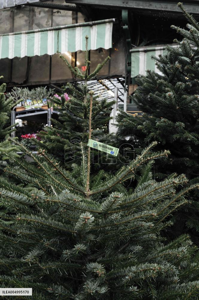 Christmas Trees For Sale At Flower Market - Paris