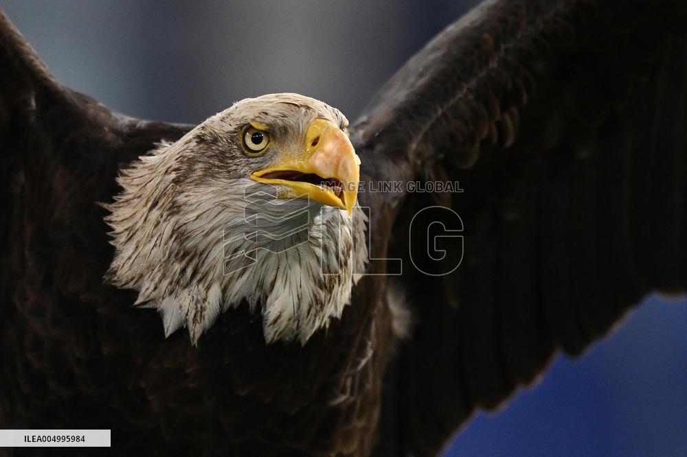 CALCIO - Serie A - SS Lazio vs US Cremonese