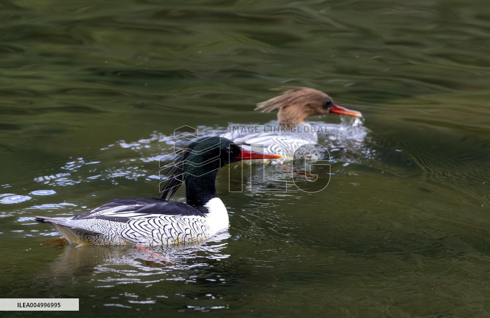 Chinese Mergansers Spotted In Yongtai - China
