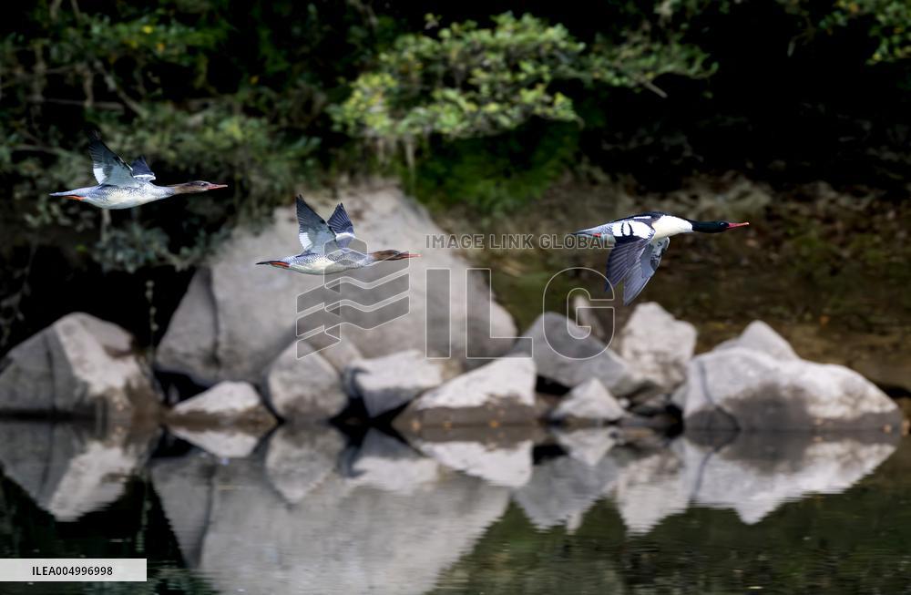 Chinese Mergansers Spotted In Yongtai - China