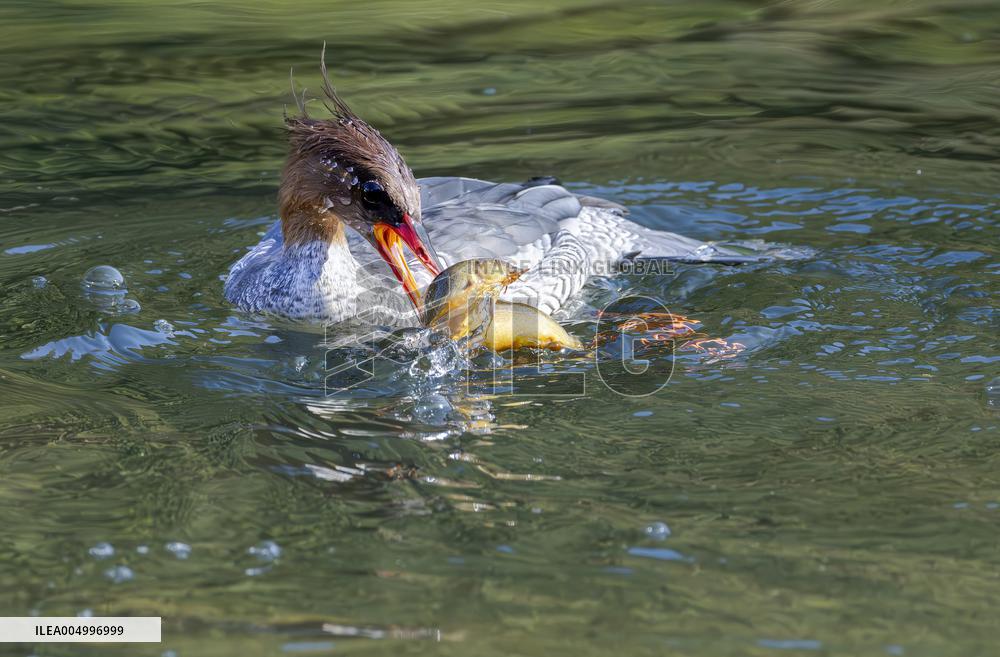 Chinese Mergansers Spotted In Yongtai - China
