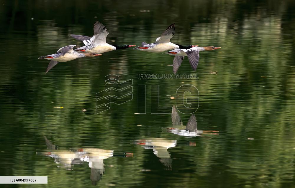 Chinese Mergansers Spotted In Yongtai - China