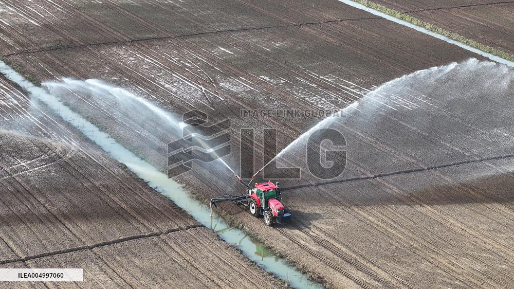 Farmers Irrigating Wheat in Fields