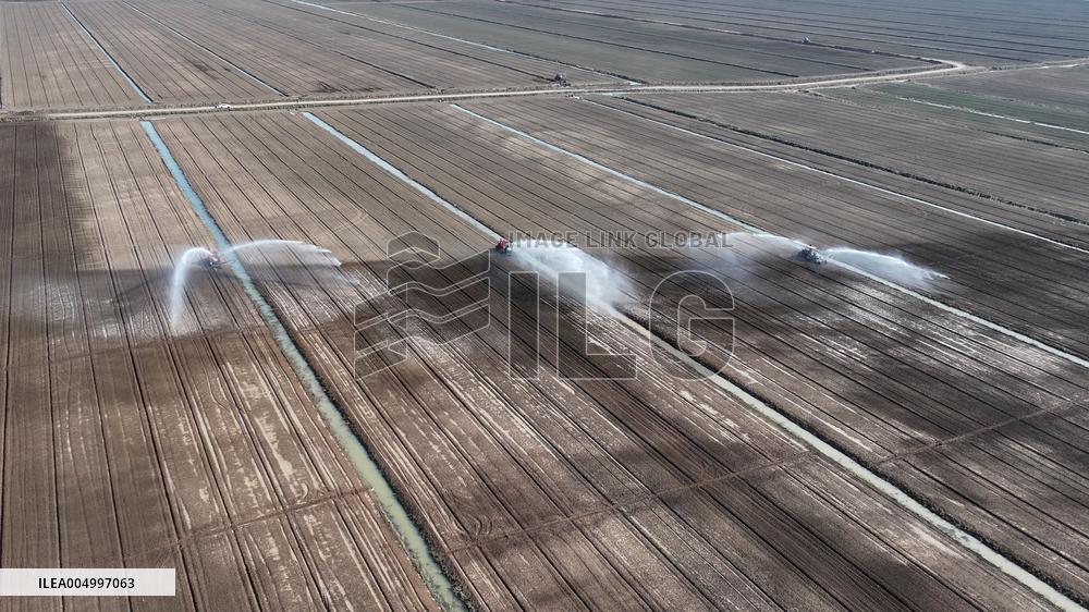 Farmers Irrigating Wheat in Fields