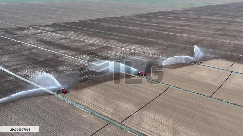 Farmers Irrigating Wheat in Fields