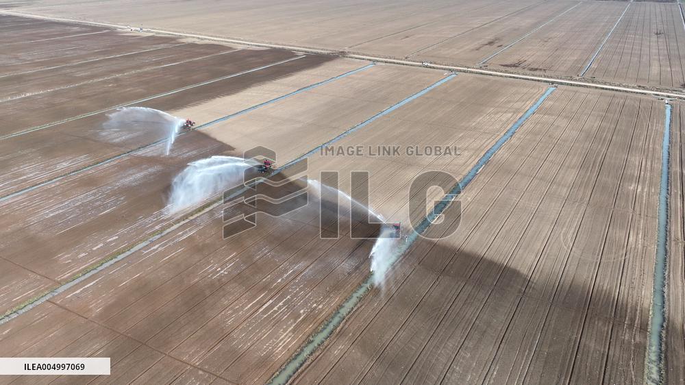 Farmers Irrigating Wheat in Fields