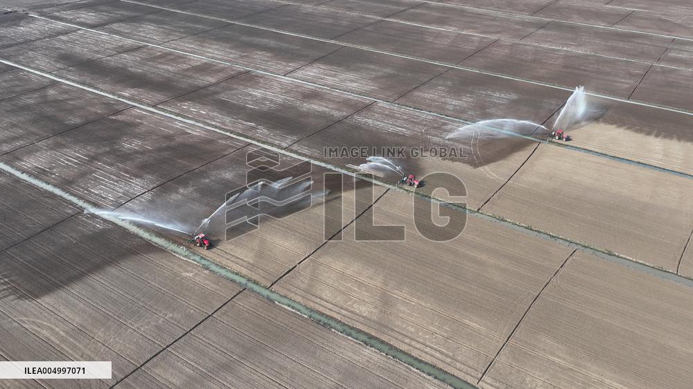 Farmers Irrigating Wheat in Fields