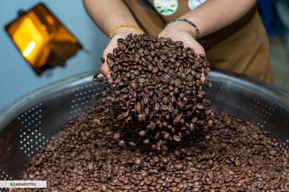 Coffee Harvest Production in Champasak - Laos