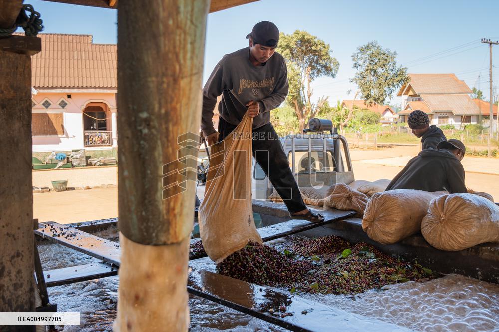 Coffee Harvest Production in Champasak - Laos