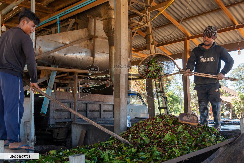 Coffee Harvest Production in Champasak - Laos