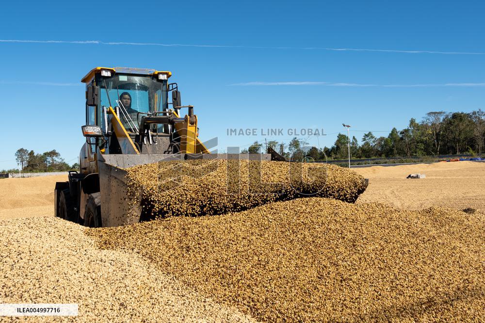 Coffee Harvest Production in Champasak - Laos