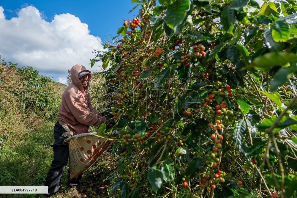 Coffee Harvest Production in Champasak - Laos