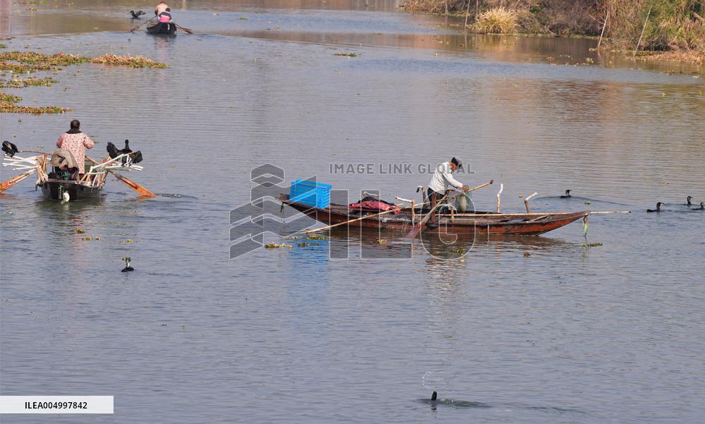 Cormorant Fishing