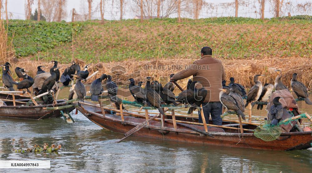 Cormorant Fishing