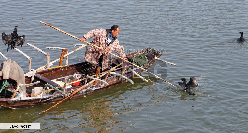 Cormorant Fishing